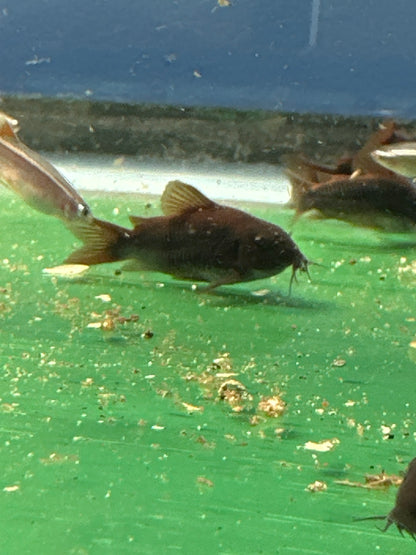 Black Venezuela Cory Catfish (Corydoras schultzei), Tank-Bred