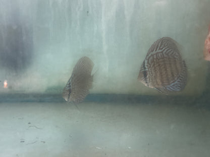 Blue Turquoise Discus 3"