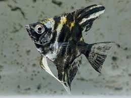 Marble Angelfish (Pterophyllum scalare sp)