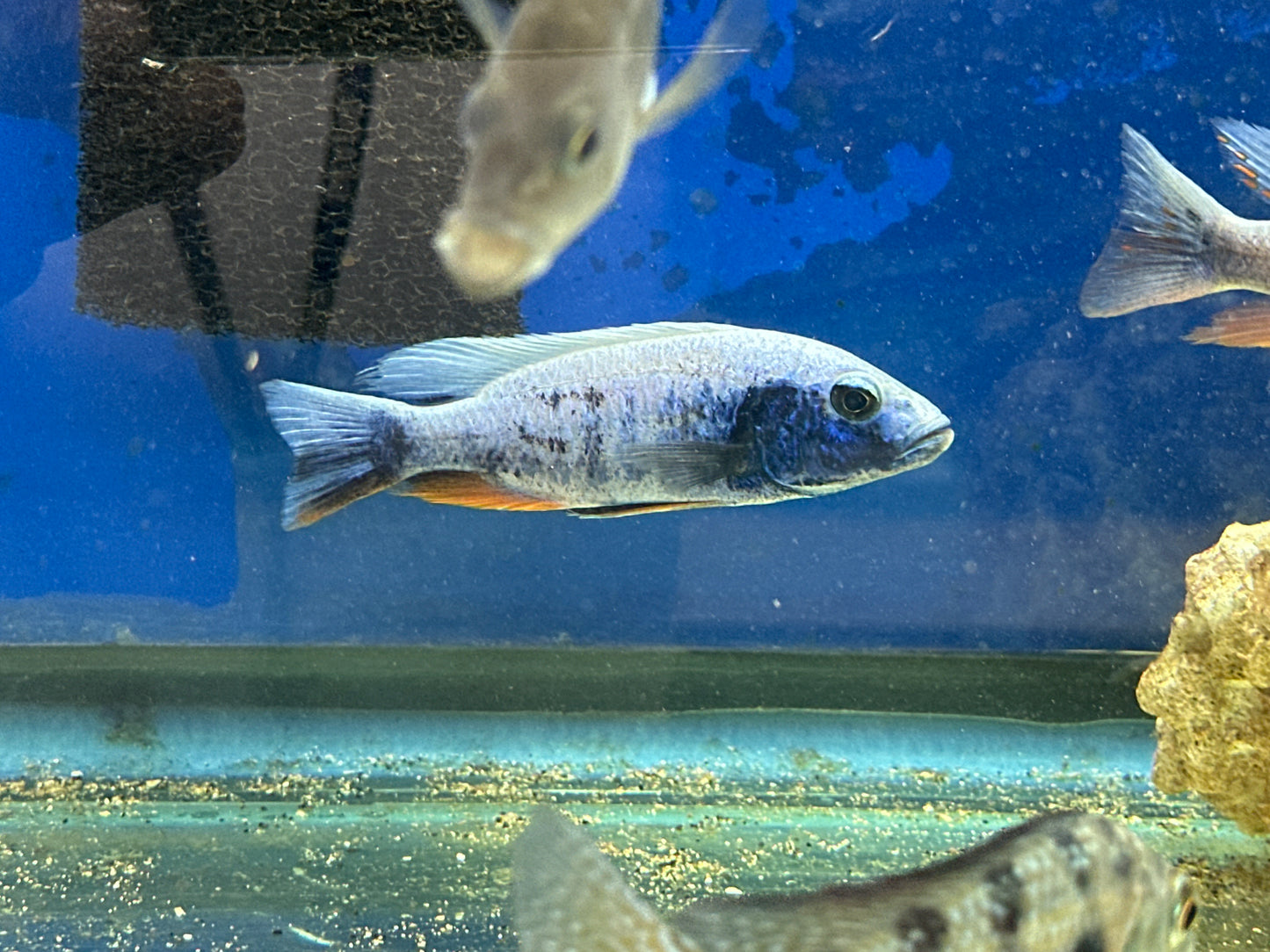 Sciaenochromis fryeri "Iceberg" Iceberg Fryeri 4"-5"