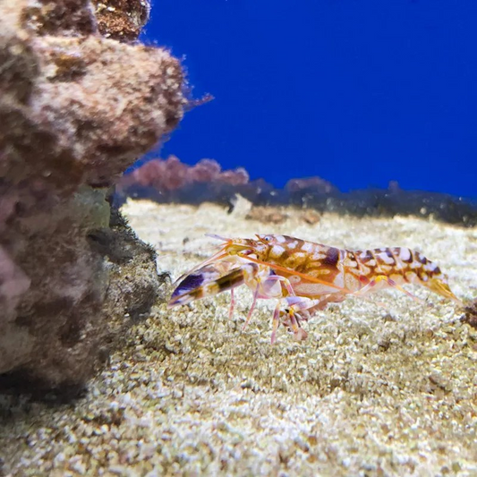 Tiger Pistol Shrimp ALPHEUS BELLULUS