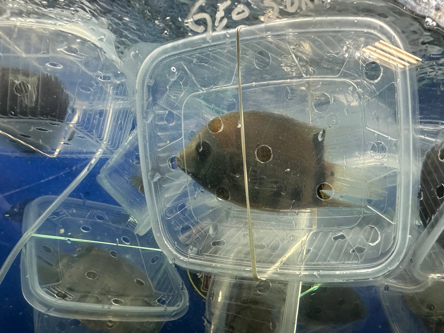 Red Shoulder Green Severum (Heros Efasciatus)