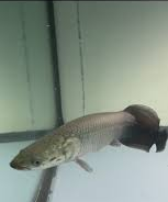 Arapaima (Arapaima gigas) 4"-5"