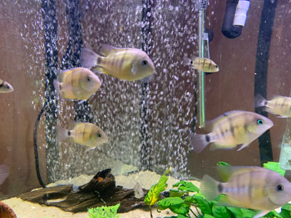 Cryptoheros cutteri
Blue Eye Cichlid