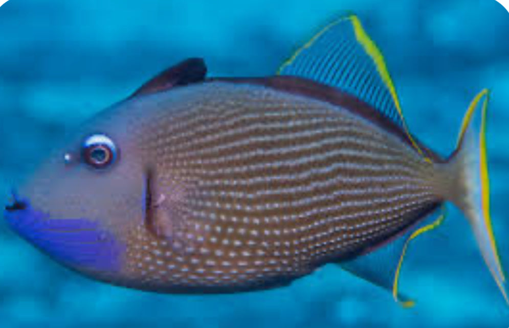 Blue Jaw Triggerfish