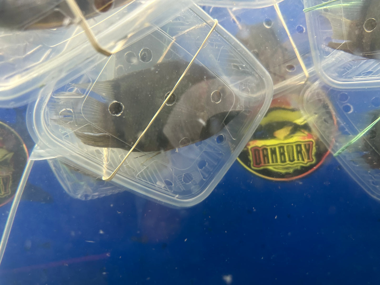 Red Shoulder Green Severum (Heros Efasciatus)