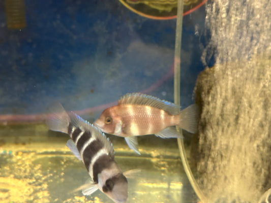 Red Frontosa (Cyphotilapia frontosa) 3"-4"