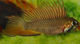 Apistogramma megaptera