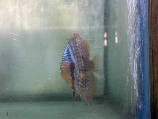 Wild Discus Blue Face Heckel 5"-6"