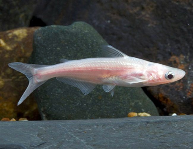 Albino Iridescent Shark