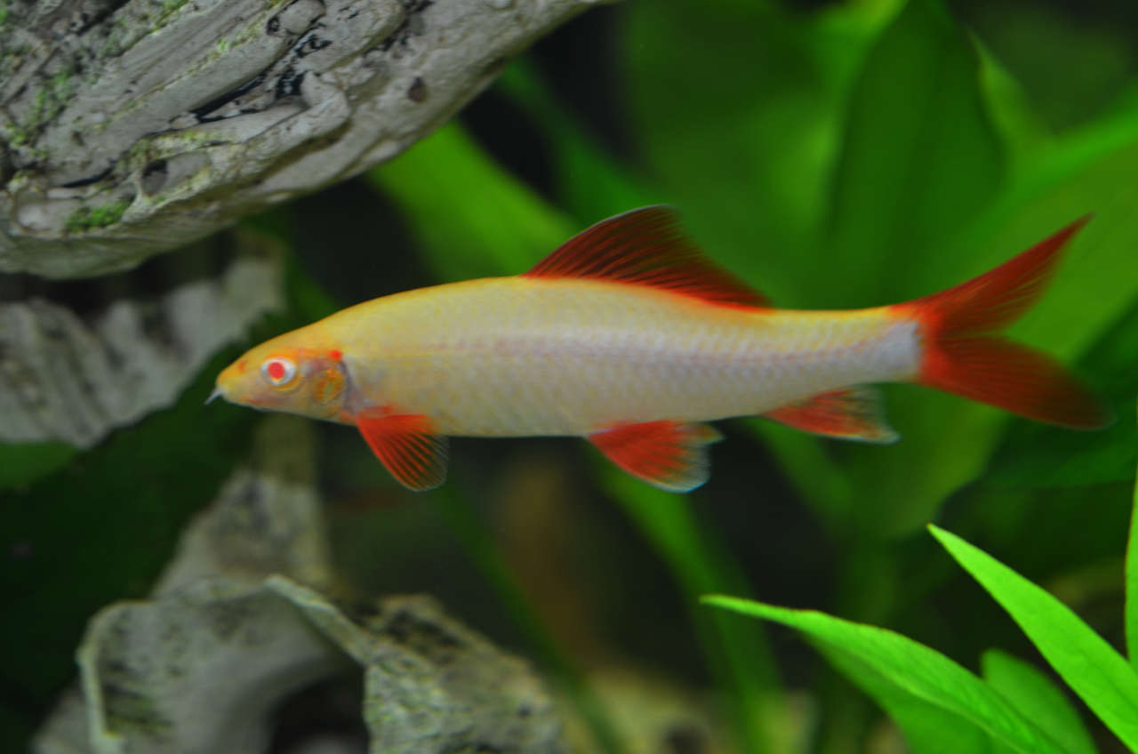 Albino Rainbow Shark