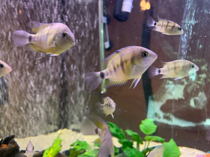 Cryptoheros cutteri
Blue Eye Cichlid