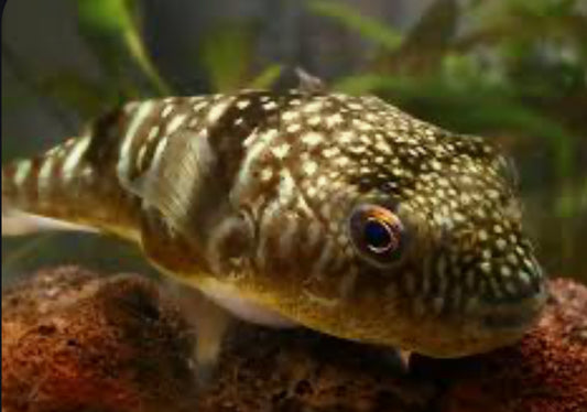 Milk-spotted Puffer (Chelonodon patoca)