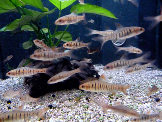 fasciolatus barbs x 6 (group of 6)