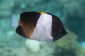 Black Pyramid Butterflyfish