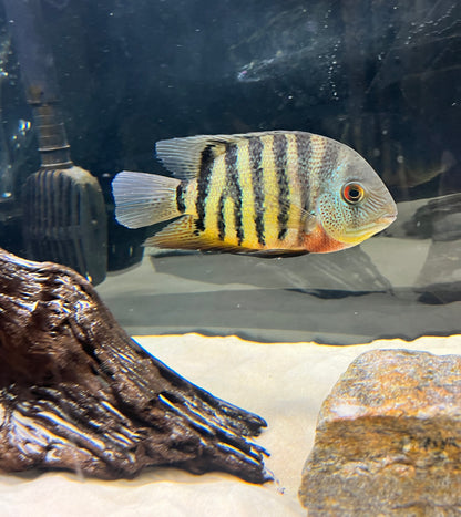 Red Wild Tiger Severum Rio Negro Curare (Heros Severus)