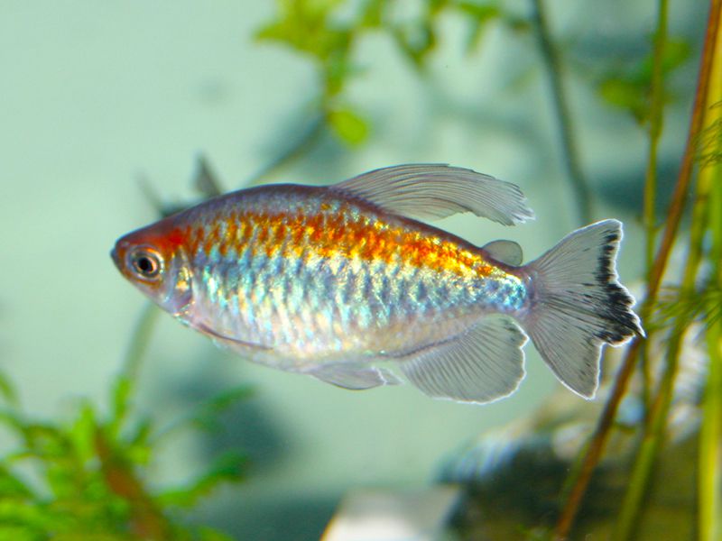 Congo Tetra