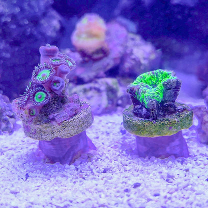 Coral Frag Plug Stands - Set of 5