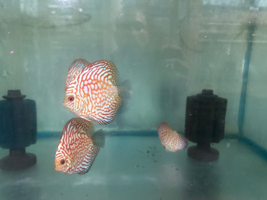 Red Pigeon Discus 3"