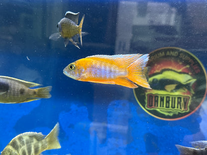 Aulonocara jacobfreibergi