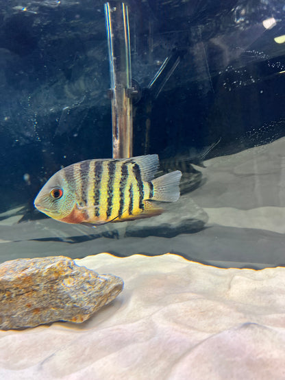 Red Wild Tiger Severum Rio Negro Curare (Heros Severus)