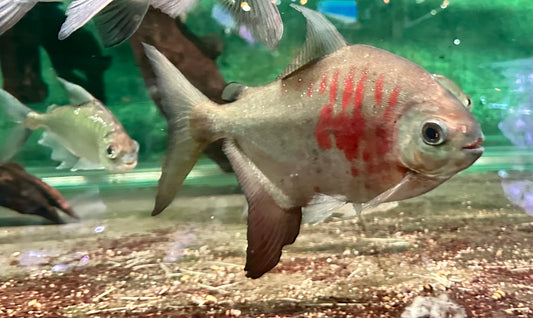 Red and Black Sailfin Pacu (Tometes siderocarajensis) 3"