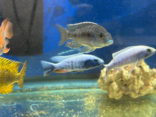 Sciaenochromis fryeri "Iceberg" Iceberg Fryeri 4"-5"