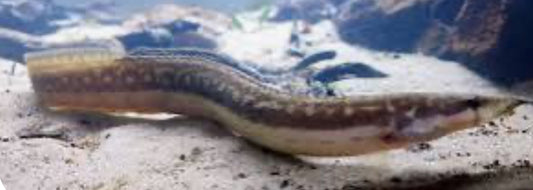 Mastacembalus notopthalmus - peanut eel 10"-11"