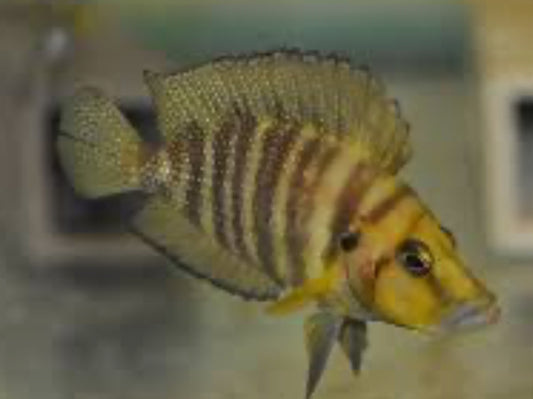 Altolamprologus Compressiceps Yellow