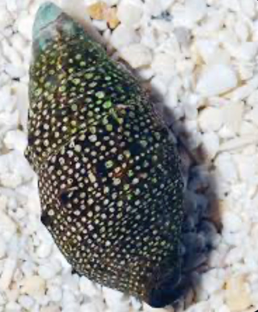 Saltwater Cerith Snail