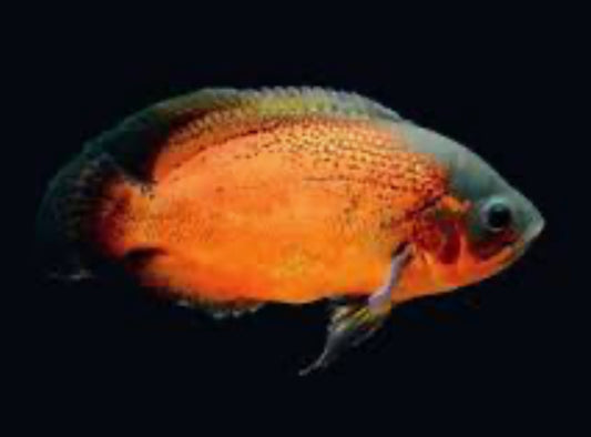 Copper Red Oscar Cichlid (Astronotus Ocellatus)