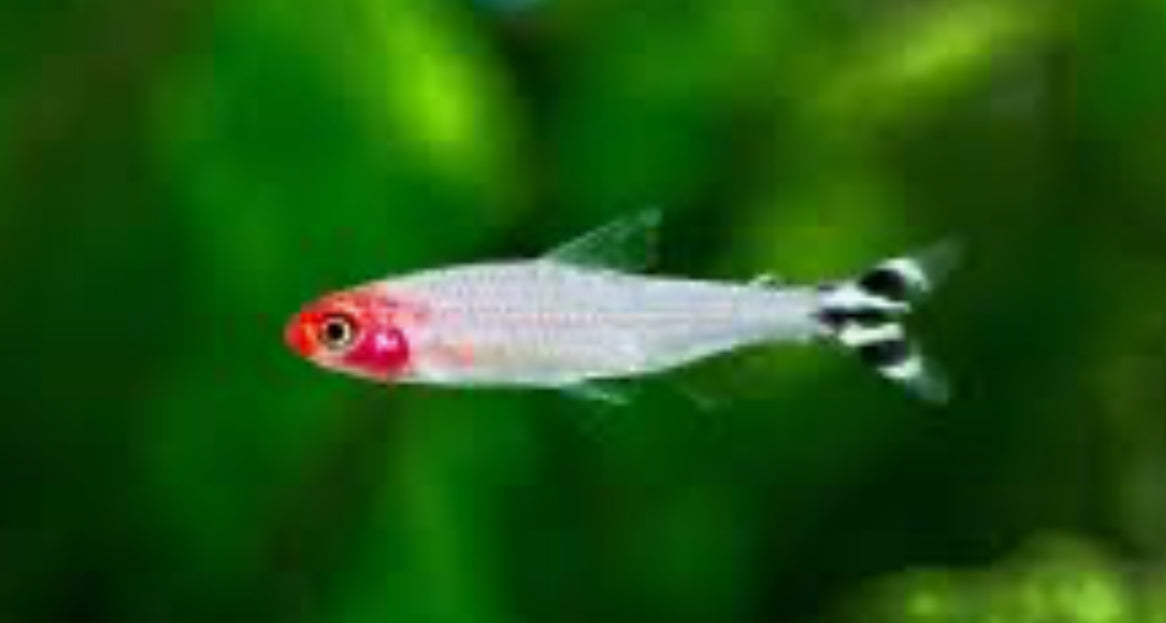 Rummynose Tetra Aquarium Bred and Raised Hemigrammus rhodostomus