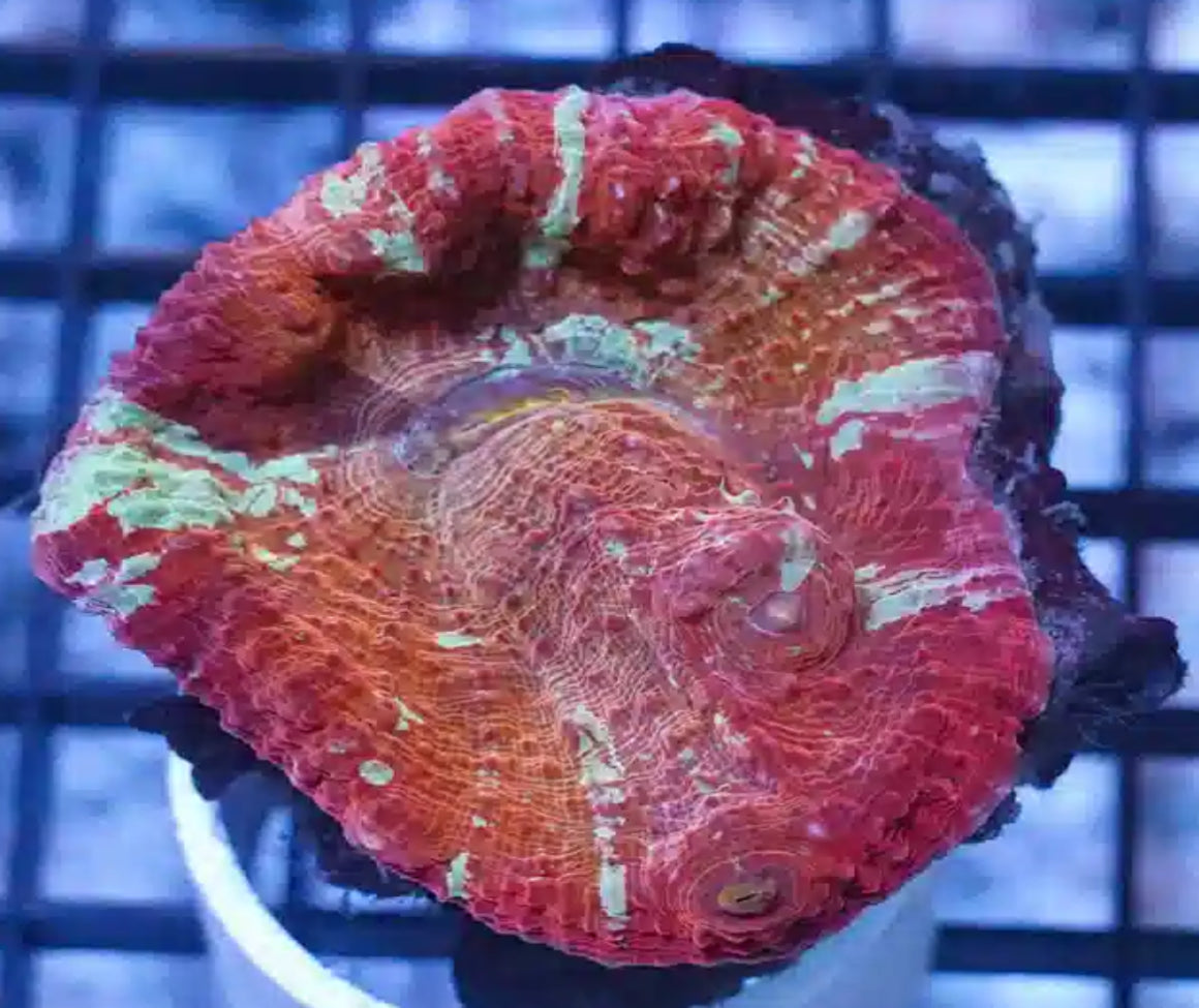 NEON BICOLOR CHALICE CORAL-MDL