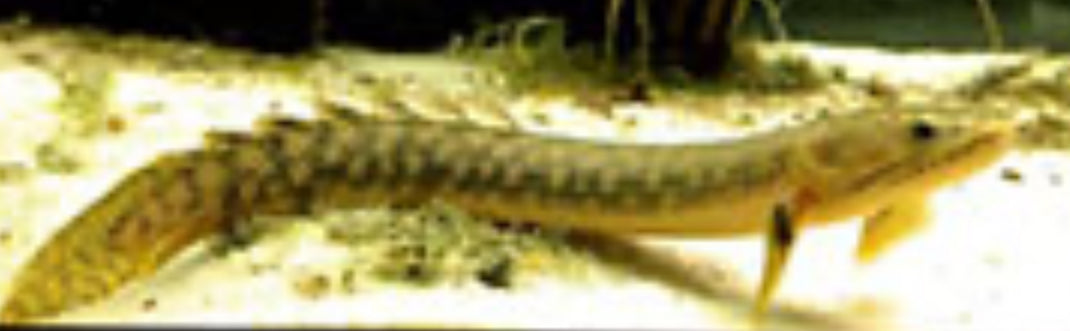 POLYPTERUS RETROPINNIS SMD