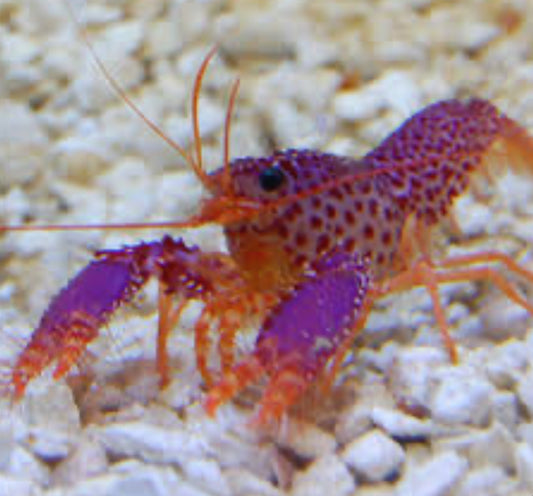 Purple Reef Lobster saltwater