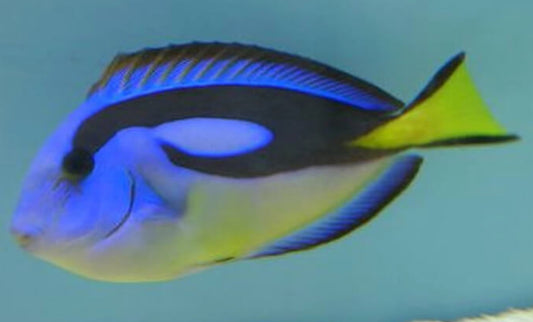 Yellowbelly Blue Hippo Tang