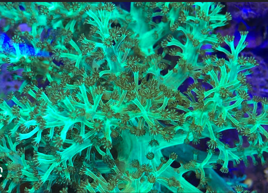 Neon Green Kenya Tree Soft Coral