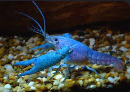 TRUE Blue Lobster