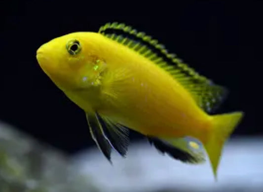 Labido Yellow Cichlid