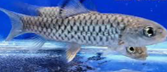 Taiwan Mahseer (Spinibarbus hollandi) 4"-5"