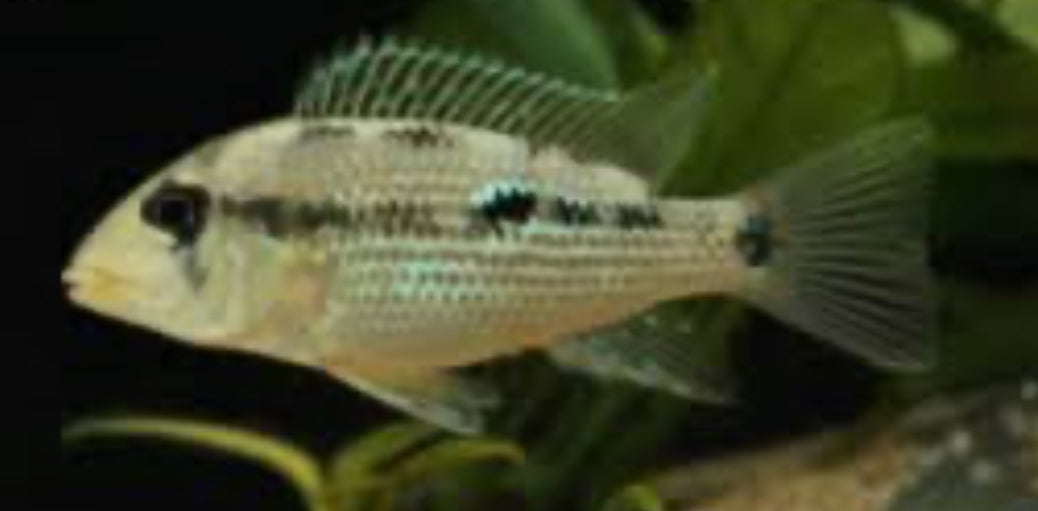 Apistogramma sp. “D39”