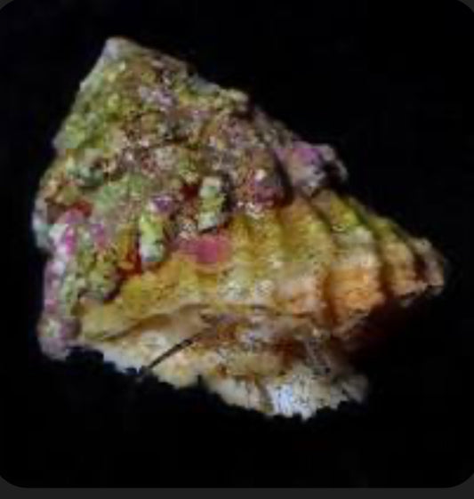 Saltwater Astrea Turbo Snails