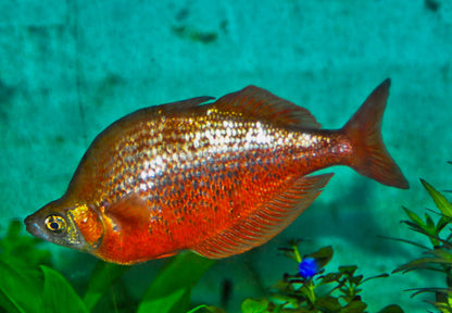 RED New Guinea Rainbow