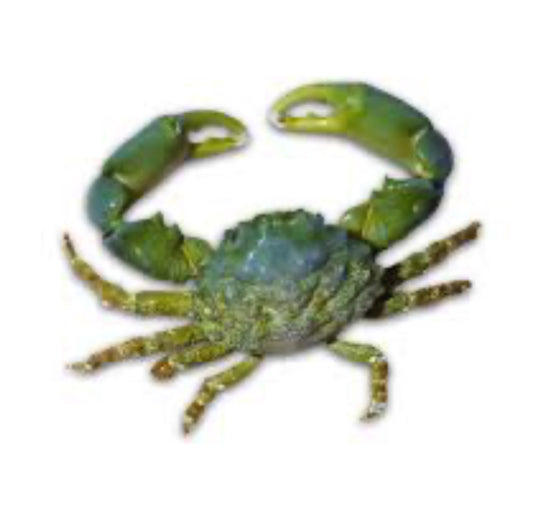 Emerald Crab Saltwater