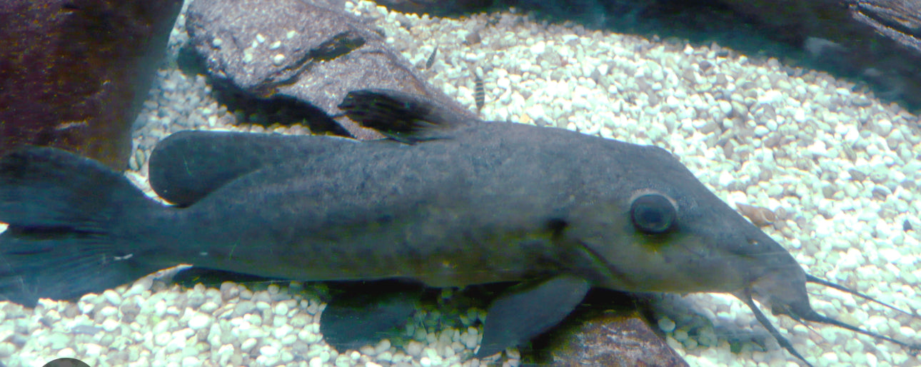 Girafee Nose Catfish 5"+