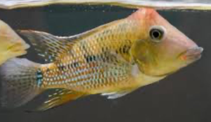 Red Hump Geos (Geophagus steindachneri)