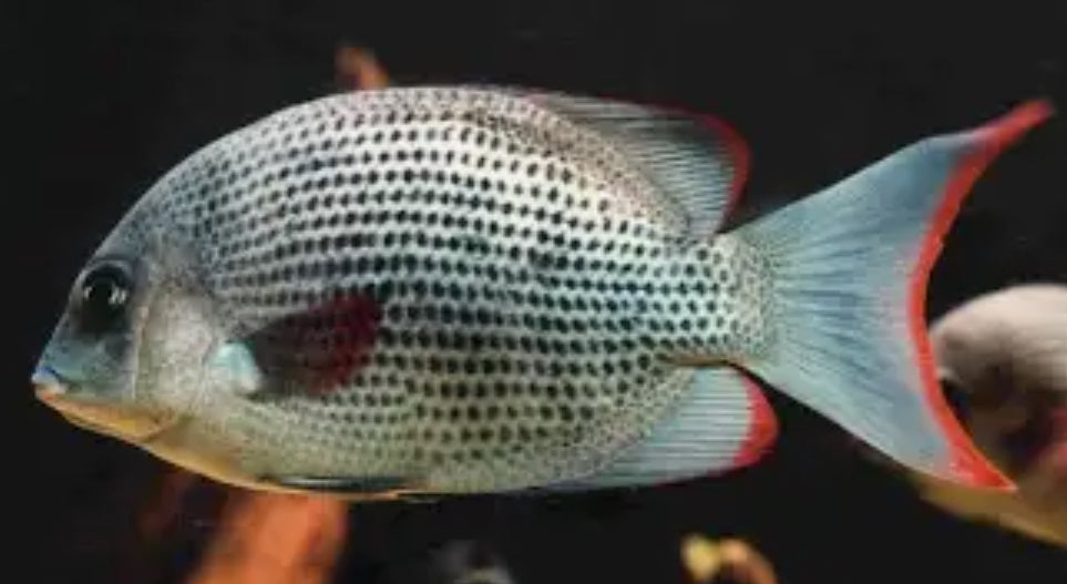 Pinstripe Damba Cichlid (Paretroplus Menarambo) 2"-3"