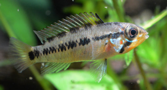 Apistogramma Sp. D6