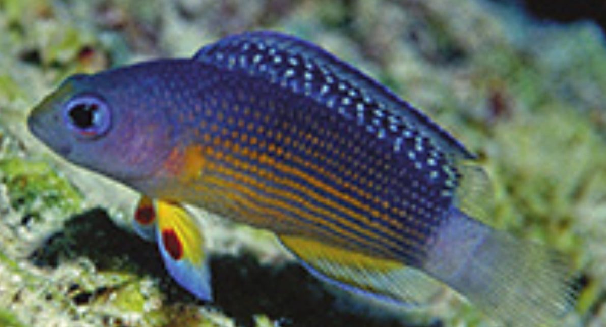 Alleni Dottyback-MD