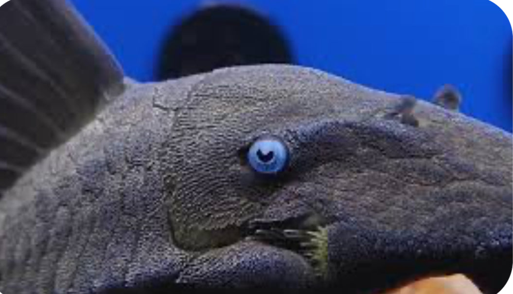 Blue Eyed Pleco (Panaque Suttonorum)